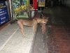 img_8748.jpg