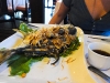 dsc00490.jpg