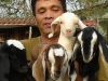 goat.jpg