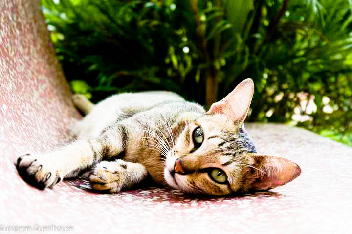 cambodia cat