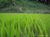 pic1t0105.jpg
