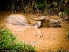 water_buffalo_laos.jpg