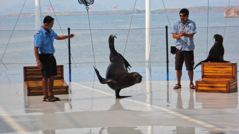 sea lion Phillipines subic bay