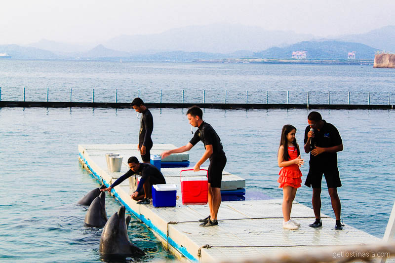 dolphins Phillipines subic bay
