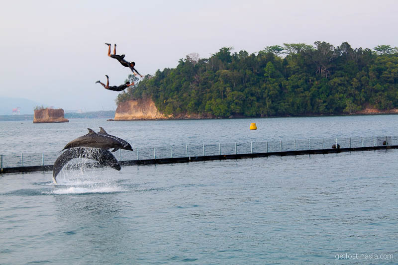 dolphins Phillipines subic bay