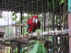 perrot.jpg