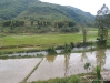 ricefield_in_laos.jpg