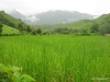 ricefield.jpg   