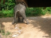 elephant_pee.jpg      