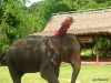elephant_driver.jpg