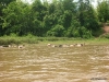 water_buffalo.jpg   