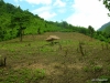 ricefield_shack.jpg         