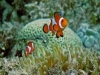 diving_02_k